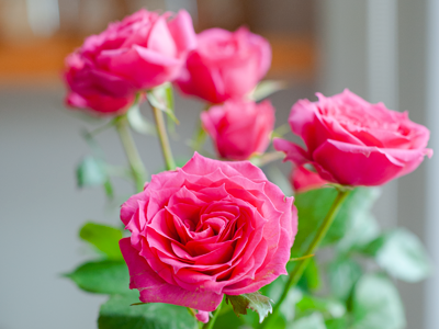 6 BƯỚC HƯỚNG DẪN SƠ CHẾ HỒNG CHÙM SOPHIA NHẬP KHẨU TỪ A ĐẾN Z