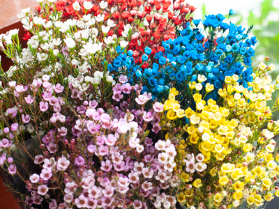 Thanh liễu mùa xuân: biểu tượng của sự sinh sôi và khởi đầu mới