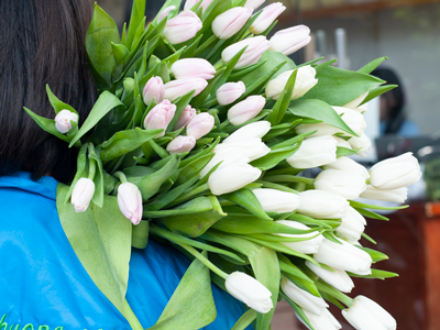 DẠO MỘT VÒNG THỊ TRƯỜNG HOA TULIP VIỆT NAM