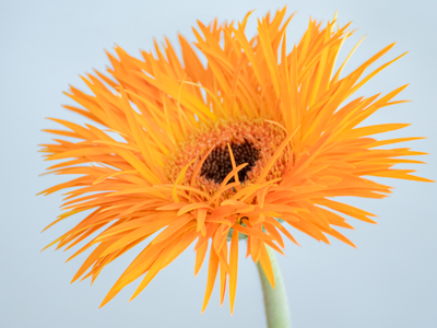 Bạn có biết: Đã có hơn 2.000 giống hoa Đồng tiền được lai tạo trên thế giới