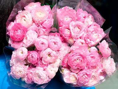 Khám phá hoa Mao lương (Ranunculus Asiaticus) nàng thơ của những tác phẩm hoa cưới