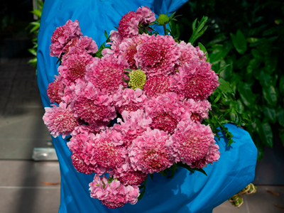 Hoa Scabiosa: viên ngọc ẩn mình giữa các thiết kế Graden Style
