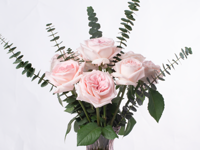 Hoa hồng Ohara: kiệt tác có cả hương lẫn sắc trong thế giới hoa hồng