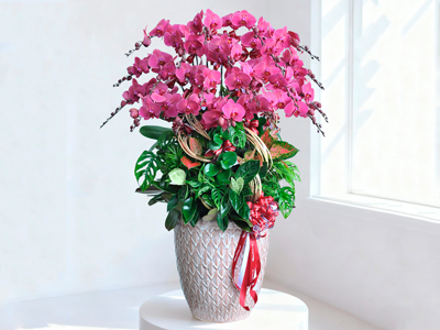 Thị Trường Lan Hồ Điệp Tết 2026: Từ Cành Mini 250K Đến Chậu Thiết Kế Hàng Chục Triệu Đồng, Lựa Chọn Nào Dành Cho Bạn?