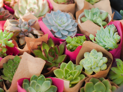 Sen đá là gì? Hiểu đúng trước khi mang cây về nhà