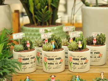 Cây xương rồng: Khi vẻ gai góc nở hoa trong không gian sống