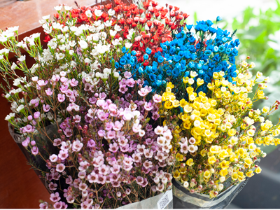 Thanh Liễu (Wax Flower): Tất Tần Tật Điều Thú Vị Ít Ai Biết Về Loại Hoa Siêu Bền Này