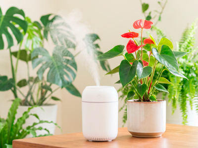 Hoa hồng môn (anthurium) không ra hoa? 7 nguyên nhân và cách khắc phục hiệu quả