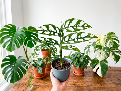 Phân Loại Các Hình Dáng Lá Monstera Phổ Biến Nhất
