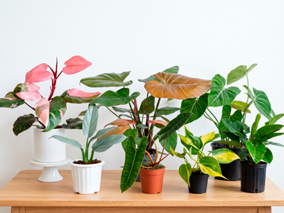 Phân Loại Các Lá Trầu Bà Philodendron Phổ Biến Nhất