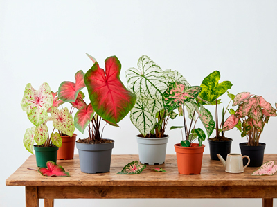 PHÂN LOẠI CÁC MÀU LÁ CALADIUM PHỔ BIẾN NHẤT